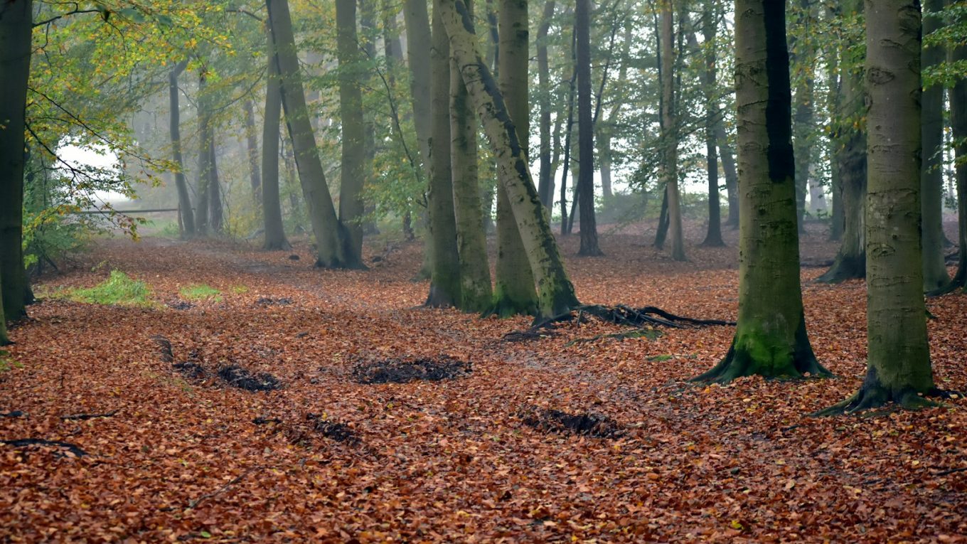 a forest filled with lots of trees covered in leaves